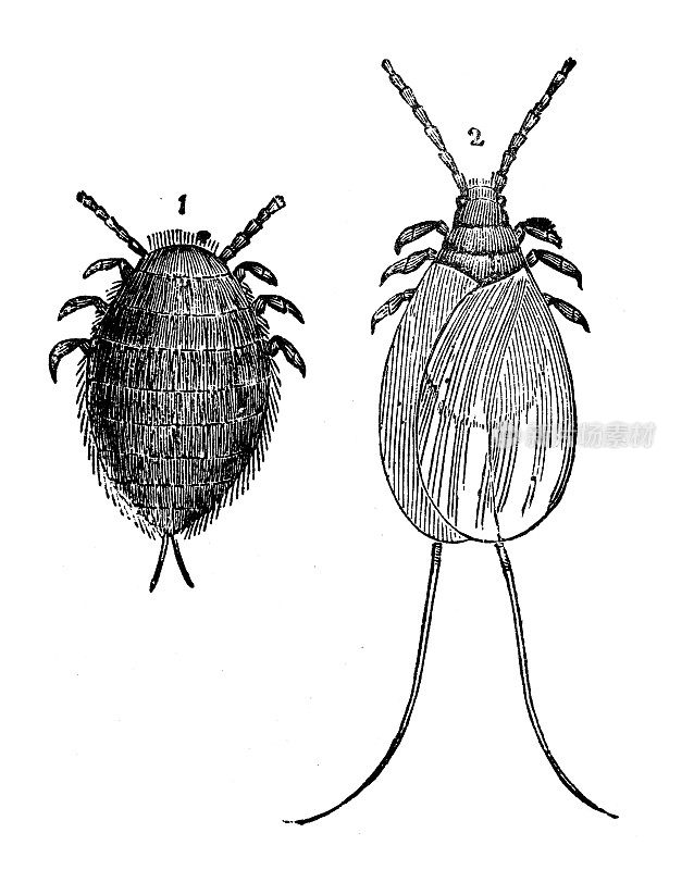 古玩动物插画:Dactylopius coccus(胭脂虫)